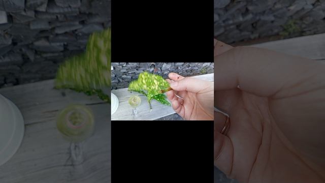 Комнатное растение "кратон" смотреть онлайн