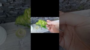 Комнатное растение «кратон»