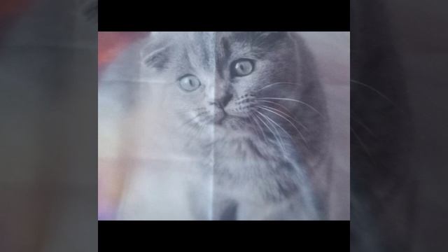 Дора - Младшая Сестра (TikTokRemix) (Cute Music)