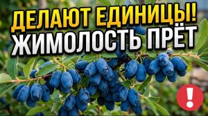 Жимолость прёт как грибы: 3 секрета рекордного урожая крупной сладкой ягоды!