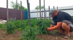Помидоры зажирели надо что-то делать Ягода для мамы и папы Работа на садовом участке ПОДВАЛ ИЛЬИЧА