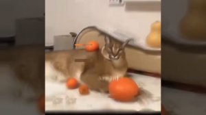Эдит с котами#коты#эдит