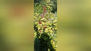 Немного о своем дворе, о хозяйстве👍 Помимо рыбалки, еще и свои дела есть во дворе.