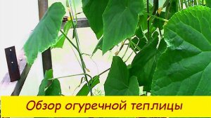 Обзор огуречной теплицы