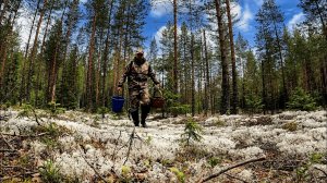 Грибник зашёл в МОХ нашёл болото и ОБАЛДЕЛ! Собрал морошку, боровики, такого не ожидал! Карелия 2026