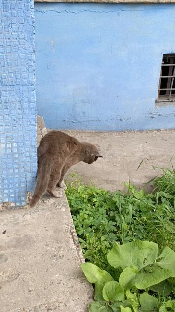 кот поймал мышь