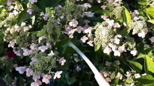 2553. СРОЧНО КИСЛЫМ молоком гортензию.