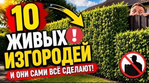 10 живых изгородей которые растут сами и закроют вас от соседей навсегда