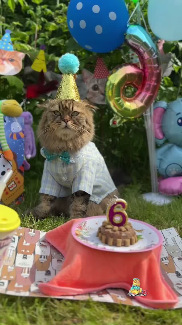 С днём рождения, наш любимый малыш!🎂🎁🥰 #котики #деньрождения #животные