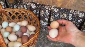 Переделываю КУРЯТНИК ЭКСПЕРИМЕНТ Сколько ЯИЦ В ЖАРУ Как спасаю КУР