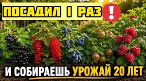 10 плодовых кустарников которые посадил один раз и собираешь урожай 20 лет