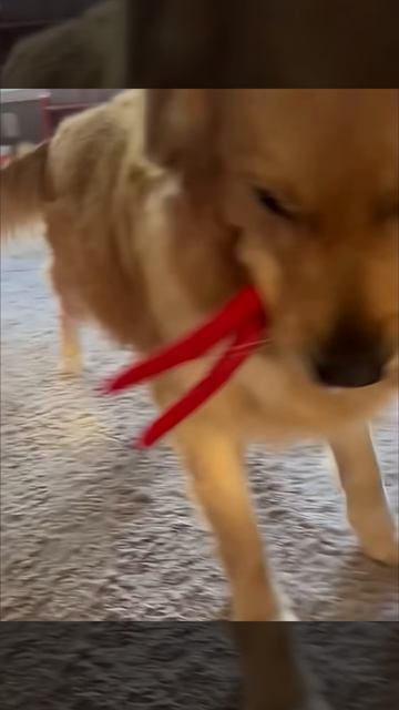 Dogs and kids turning every moment into pure unstoppable chaos 🐶😂 #FunnyDogs #(1)