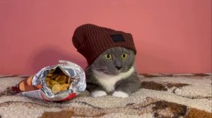 котики в школе