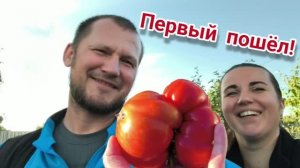 5.06.2026 Первый помидор, не идеал, но свой! Борьба с вершинкой, поединок с фитофторой