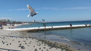 Крым, Феодосия. Пляж, набережная. Галерея Айвазовского!