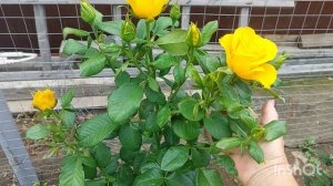 Первые помидоры / Шум дождя / Разбираю старый душ  /