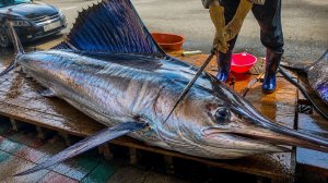 В открытом море поймана гигантская меч-рыба, мастерская разделка самой быстрой рыбы