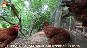 Куриная рутина – что делают куры на выгуле 😂 эпизод (180)
