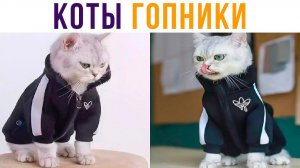 КОТЫ-ГОПНИКИ)) Приколы с котами