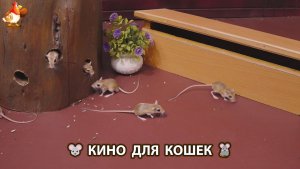 Видео для кошек про крысок развлекать питомцев 🐭🐀😂 578