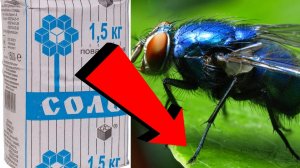 Как избавиться от мух и комаров За 3 Секунды!