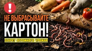 Картонок золото: Секрет небывалого урожая: черви и рыхлая почва, мульча от сорняков и фитофторы!