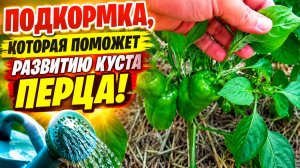 Эта подкормка сладкого перца увеличит урожай!