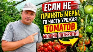 Если срочно не принять сейчас меры, то часть урожая томатов можно потерять!