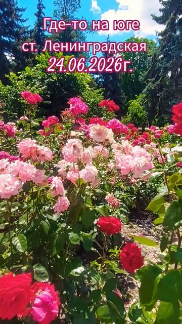 где то на юге🌹🌹🌹🌹🌹