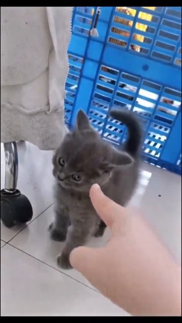 кошки не любят, когда им показывают палец смотреть онлайн