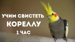 Учим Кореллу Свистеть | 4 Мелодии для Обучения | 1 Час