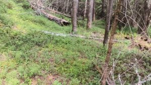 Прибралась в стайке и в лес за грибами .