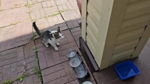 🔥Клёпа поёт от души🐈⬛; ёжик пришел за остаточками 🦔