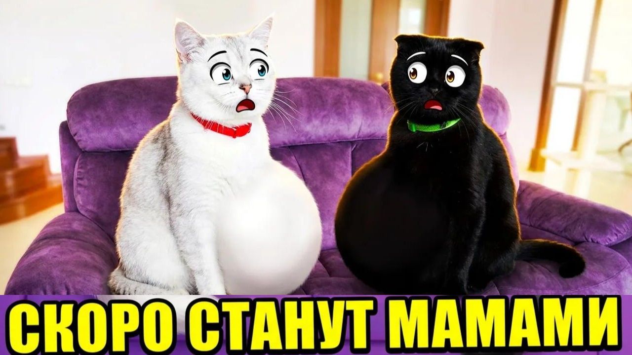 МАРФА! НИКИСА! РОДИТЕ НАМ КОТЯТ!!! Весёлый сборник из 5 видео. смотреть онлайн