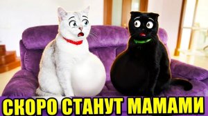 МАРФА! НИКИСА! РОДИТЕ НАМ КОТЯТ!!! Весёлый сборник из 5 видео.