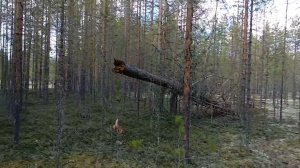 Нападение медведя-каннибала на медвежьи берлоги и людей