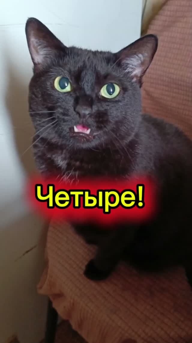 Кошки с озвучкой.