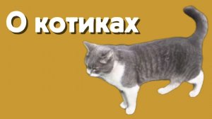 О котиках. ГалаВлад дала повод!