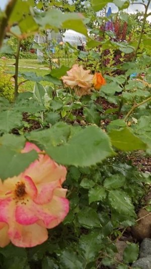 04-07-2026.Роза Сахара🌹♥️
