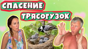СПАСЕНИЕ ТРЯСОГУЗОК!