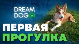 Первая прогулка со щенком? Когда начинать и сколько гулять