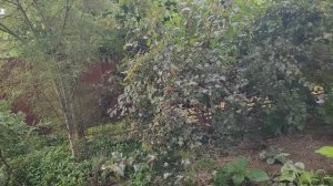 🌳 ЧС местного значения завершилось благополучно.
