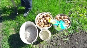 Сажаем картошку. 27.04.2022г Воронежская обл,Новоусманский район
