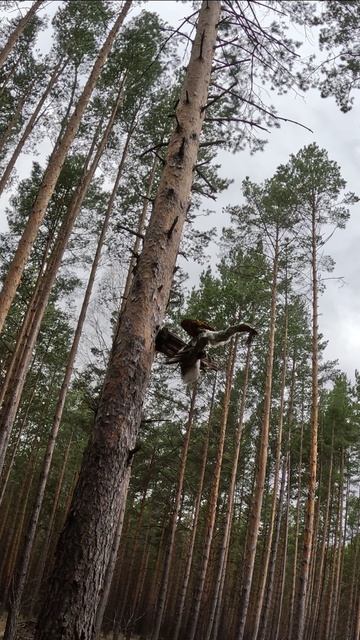 Глухарь - творчество интересных людей #велопоездка #велосипед #Тюмень смотреть онлайн