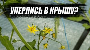 Опускаем томаты в 2–3 ствола: аккуратно и поэтапно