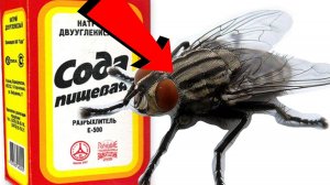Как избавиться от мух и комаров За 3 Секунды!
