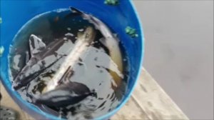 Зарыбление осетром нижнего водоёма 100 кг. Клёвое место, Лосиный остров.