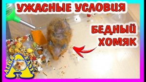 КРЫСЫ - ПОХОЖИЕ на ЛЮДЕЙ / УСЛОВИЯ Хомки Изюма / Alisa Easy Pets