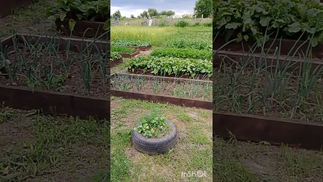 Деревенские хлопоты. 3 июля 2026 смотреть онлайн