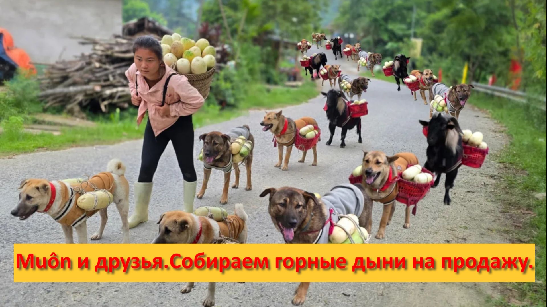 Muôn и друзья из Вьетнама. Собираем горные дыни на продажу. смотреть онлайн